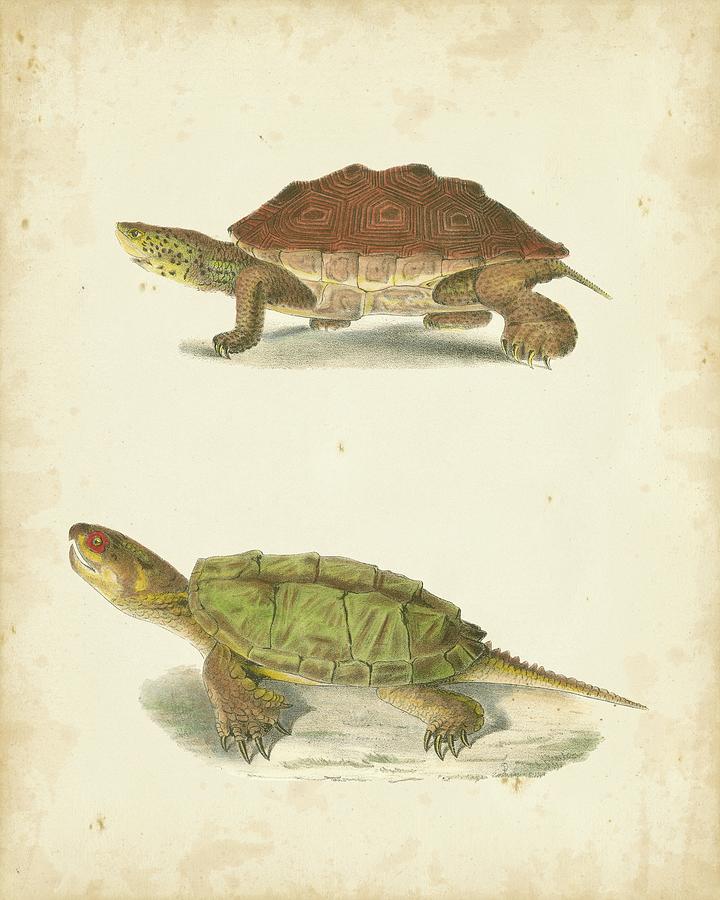 Animal Painting - Turtle Duo II #1 by J. W. Hill
