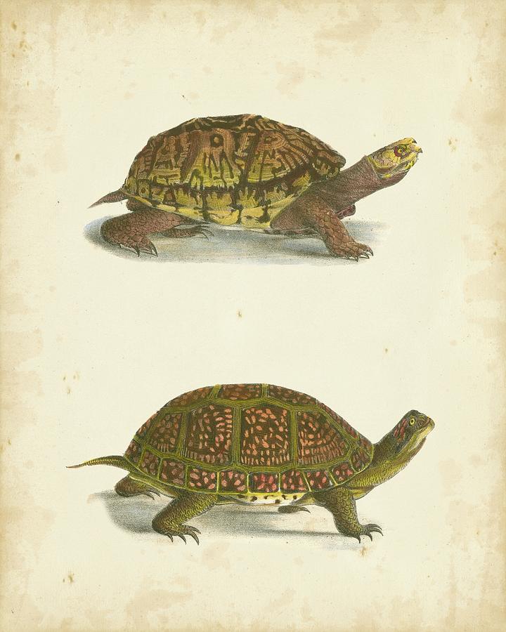 Animal Painting - Turtle Duo IIi #1 by J. W. Hill