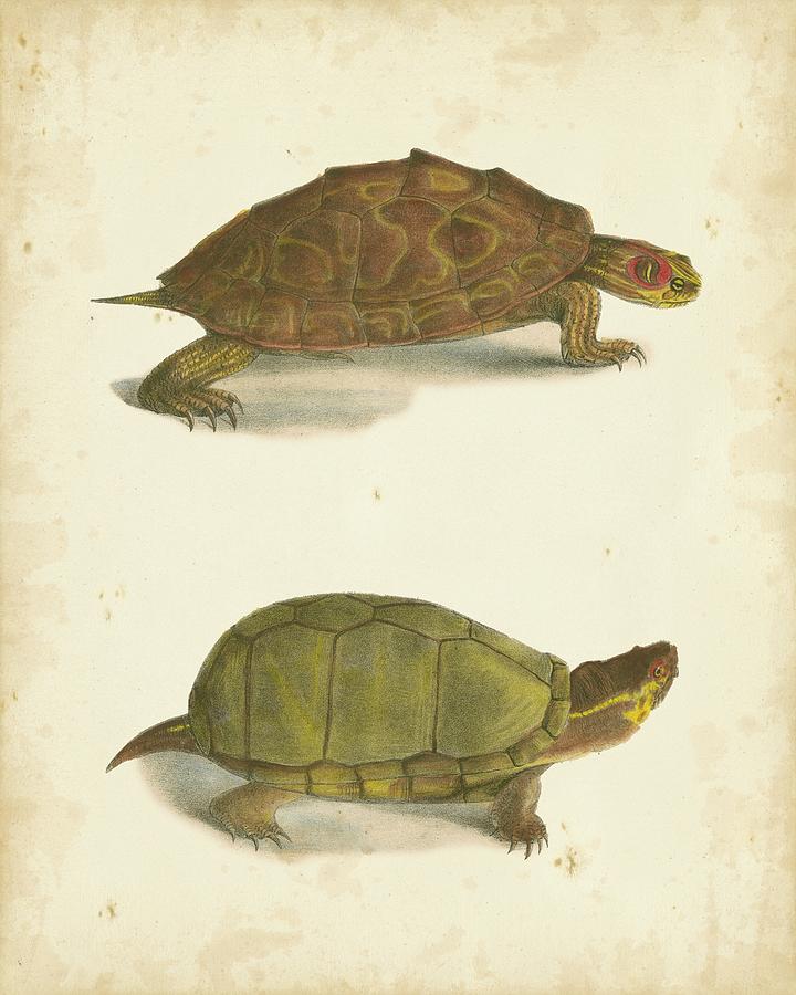 Animal Painting - Turtle Duo Iv #1 by J. W. Hill