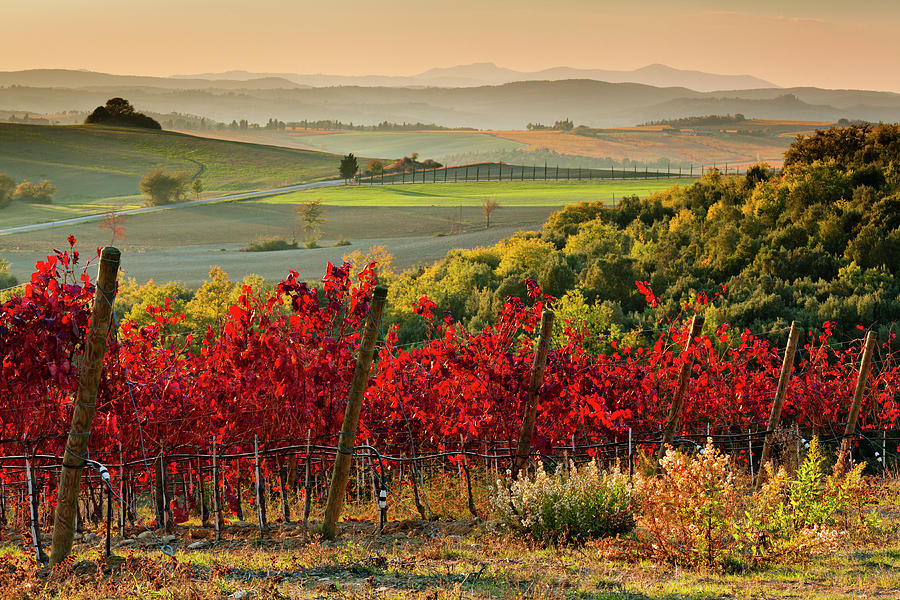 Tuscany, Chianti Vineyards, Italy Digital Art by Olimpio Fantuz