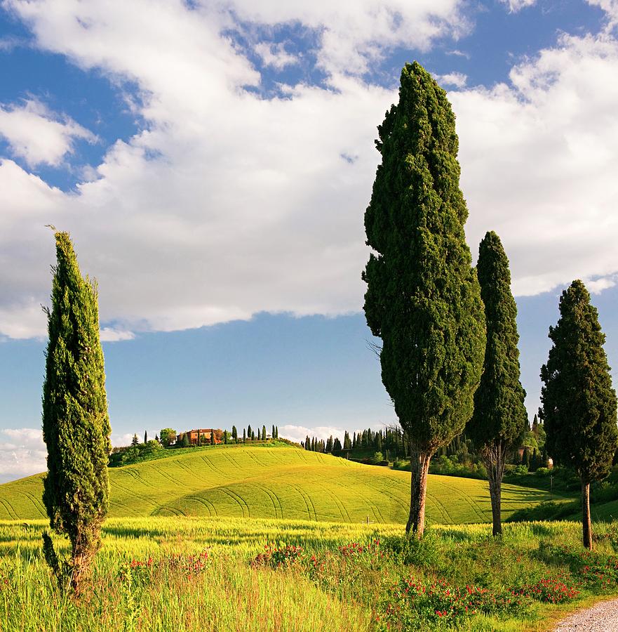 Tuscany, Landscape Near Siena, Italy #1 Digital Art by Sandra Raccanello