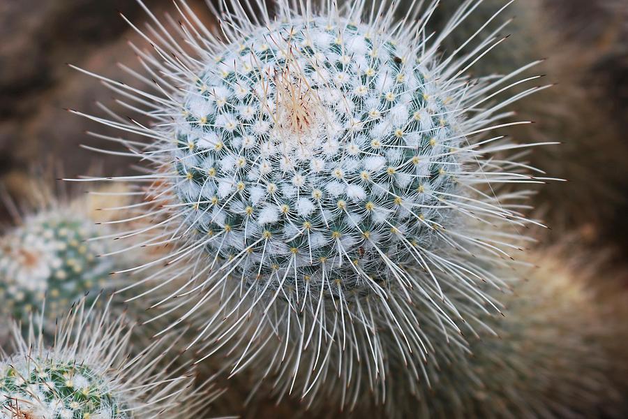 Twin Spined Cactus #1 Photograph by Michiale Schneider