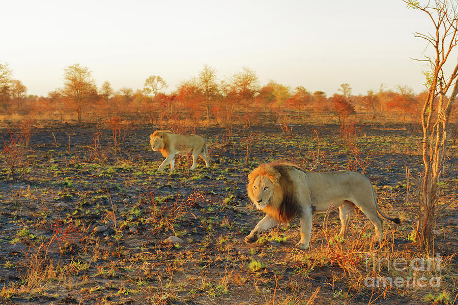 Two adult Lions walking #1 Photograph by Benny Marty