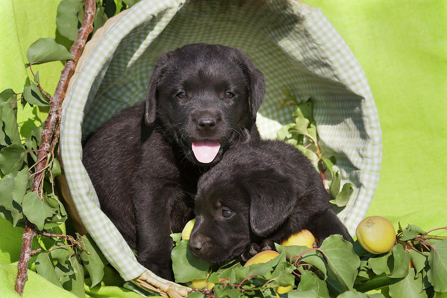 Dog Photograph - Two Black Labrador Retriever Puppies #1 by Zandria Muench Beraldo