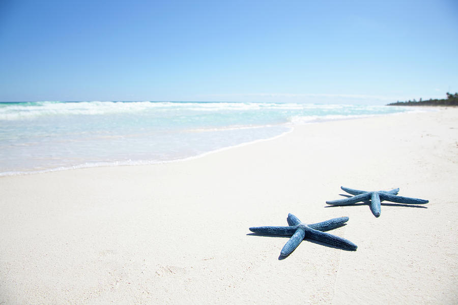 Two Blue Starfish On Tropical Beach #1 Photograph by Lulu