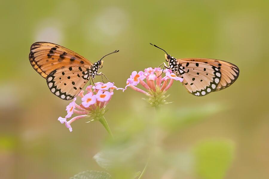 Two Butterflies #1 Photograph by Wahyu Winda