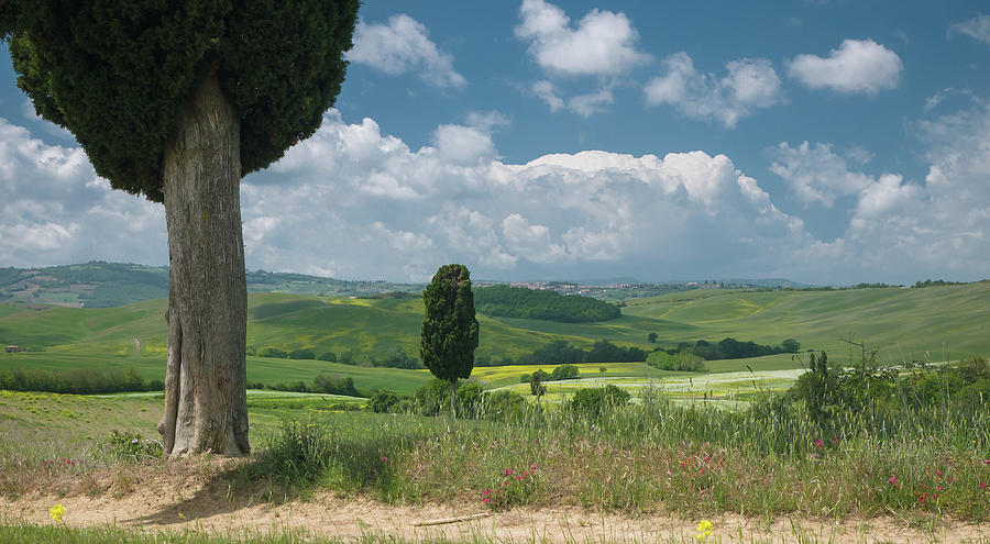 Flower Photograph - Two cypresses in wide Tuscan landscape #1 by Tosca Weijers