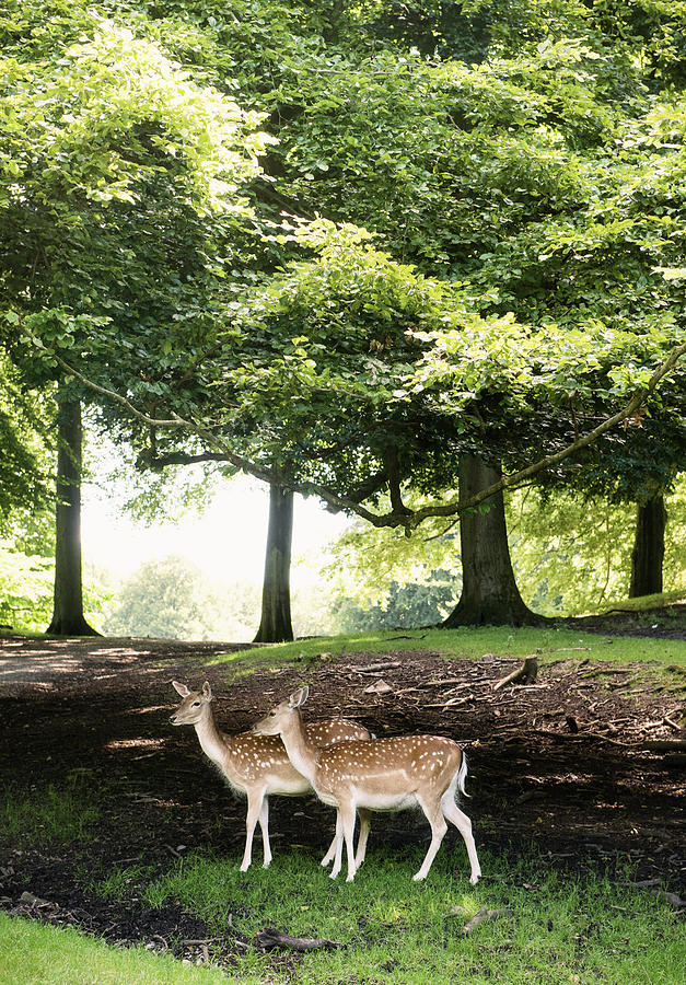 Deer Digital Art - Two Deer, Aarhus, Denmark #1 by Max Bailen