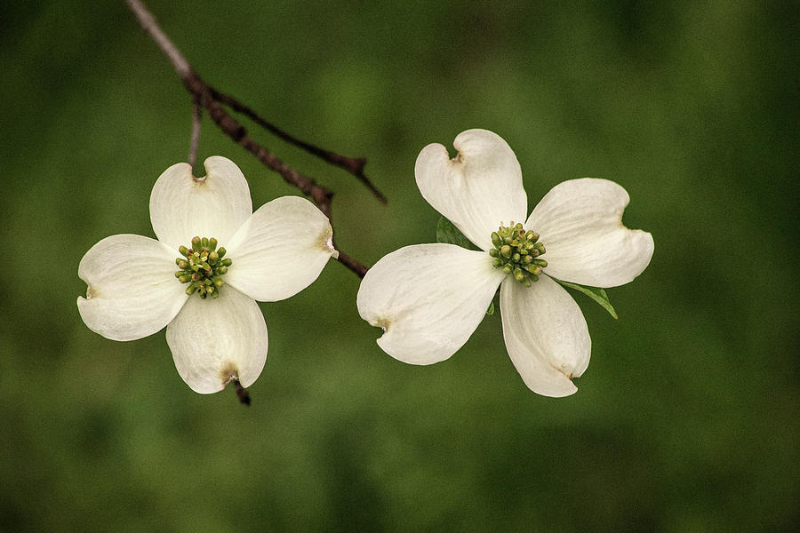 Two Dogwood Blossoms #1 Photograph by Don Johnson