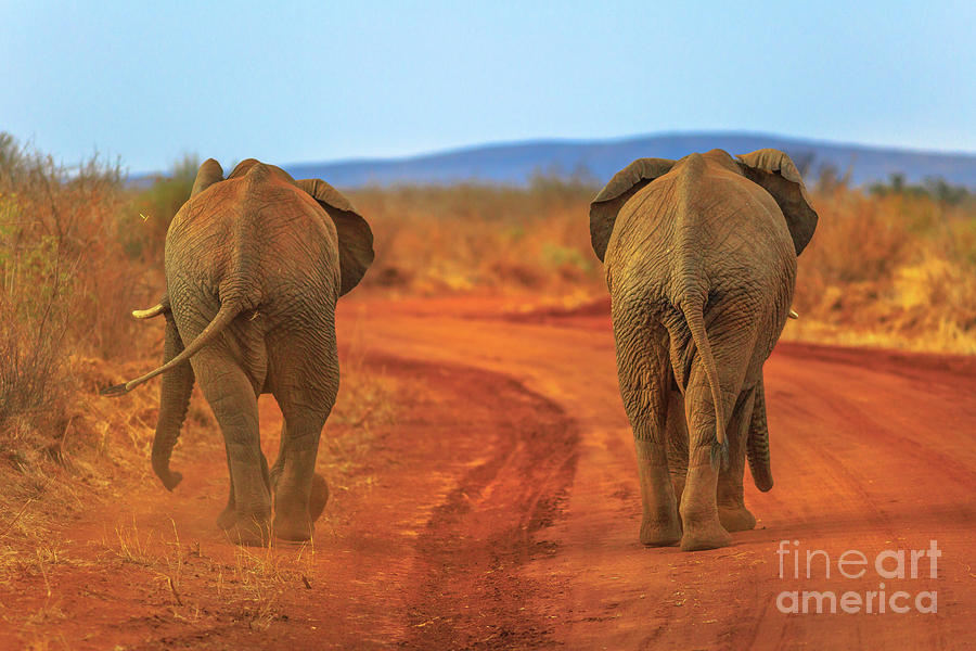 Two Elephant on red desert #1 Photograph by Benny Marty