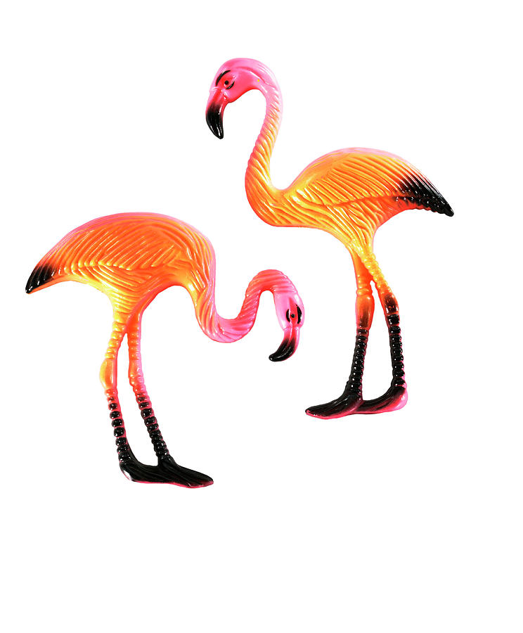 Flamingo Drawing - Two Flamingos #1 by CSA Images