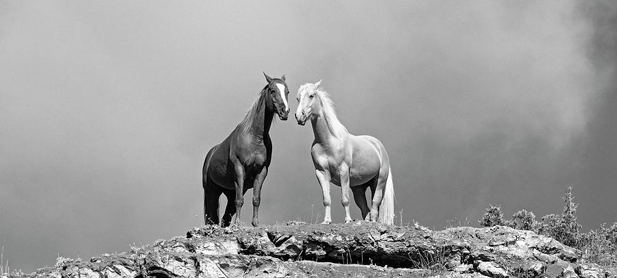 Two Horses Standing At Edge Of Cliff #1 Photograph by Panoramic Images