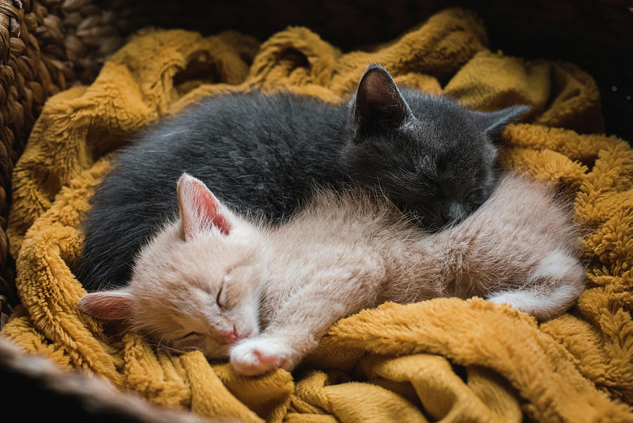 Cat Curled Up