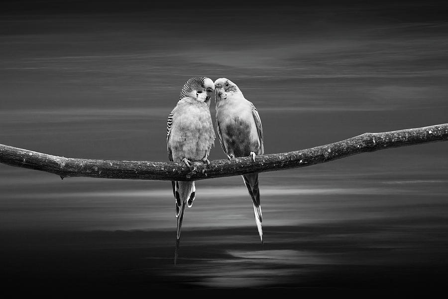 Two Love Bird Parakeets  perched out on a Tree Branch at Sunset  #1 Photograph by Randall Nyhof