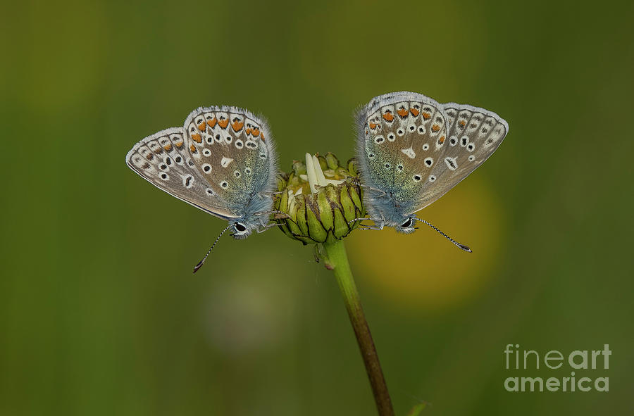 Two Male Common Blue Butterflies Roosting On Oxeye Daisy Bud #1 Photograph by Bob Gibbons/science Photo Library