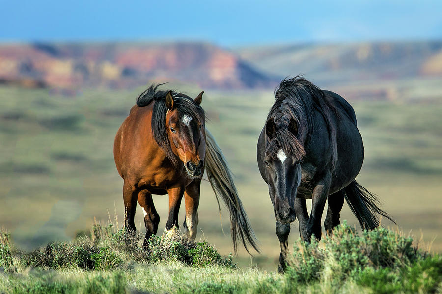 Two Mares #1 Photograph by Betty Wiley