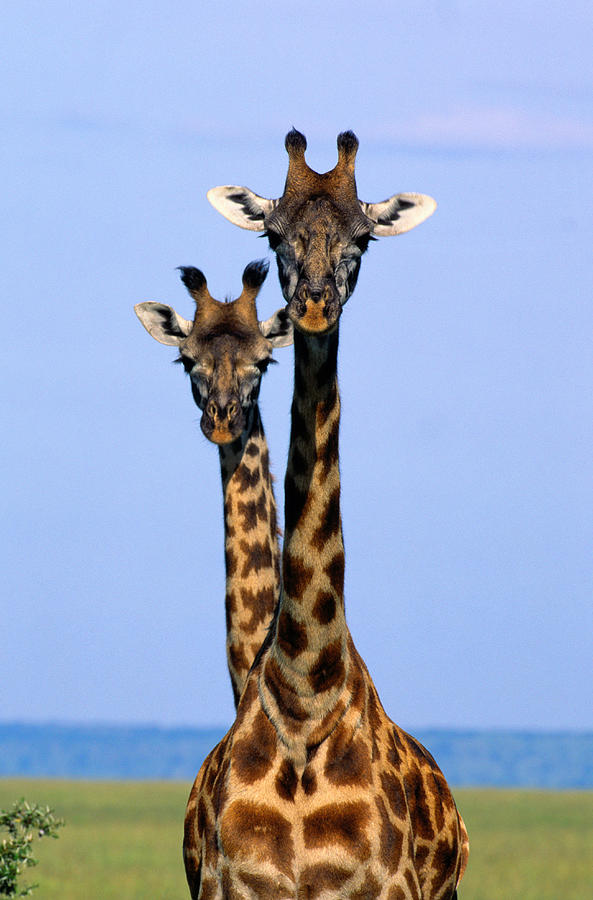 Two Masai Giraffes Giraffa #1 Photograph by Art Wolfe