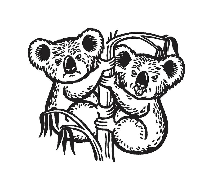 Black And White Drawing - Two Mean Koalas #1 by CSA Images