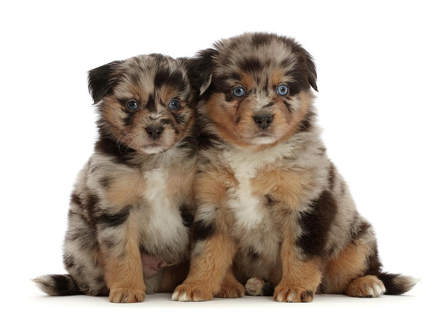 Two Mini American Shepherd Puppies, 5 #1 Photograph by Mark Taylor