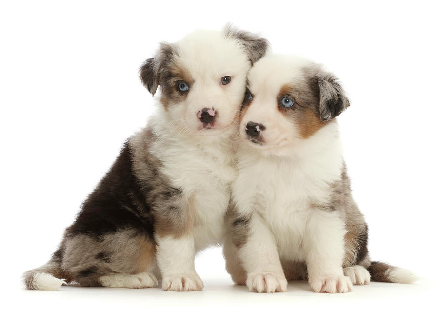 Two Mini American Shepherd Puppies #1 Photograph by Mark Taylor