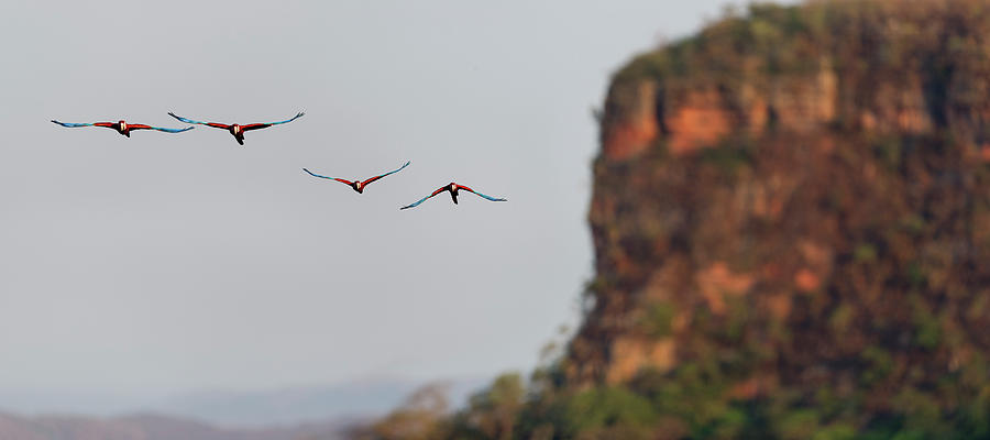 Macaw Photograph - Two Pairs Of Red-and-green Macaws Or #1 by Nick Garbutt