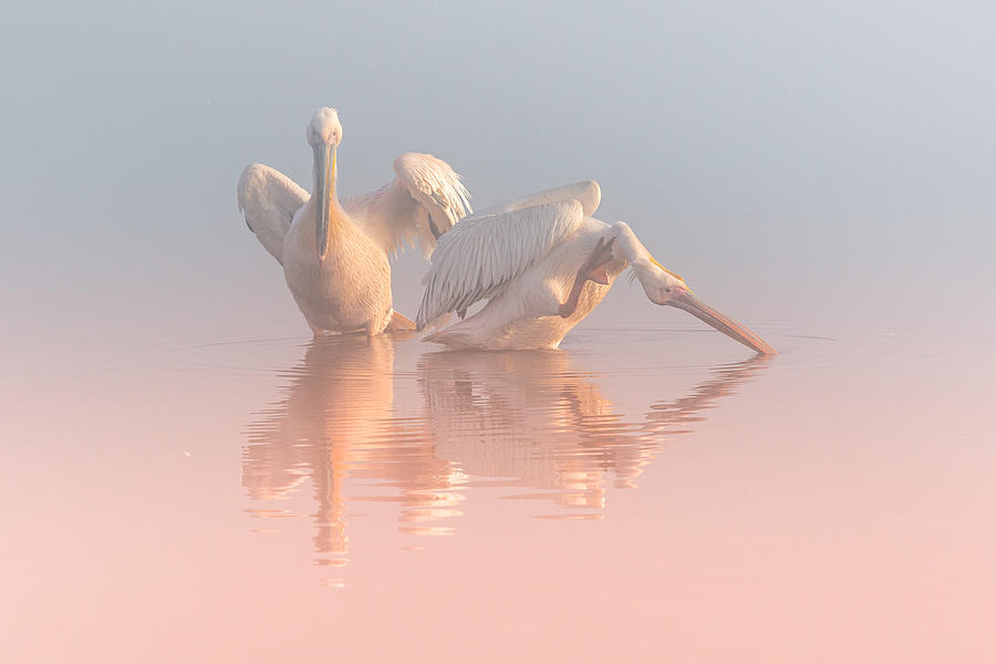 Bird Photograph - Two Pelicans #1 by Natalia Rublina