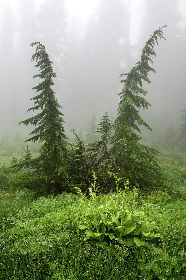 Two Pines trees in Paradise Foggy Morning - Mount Rainier #1 Photograph by Alex Mironyuk