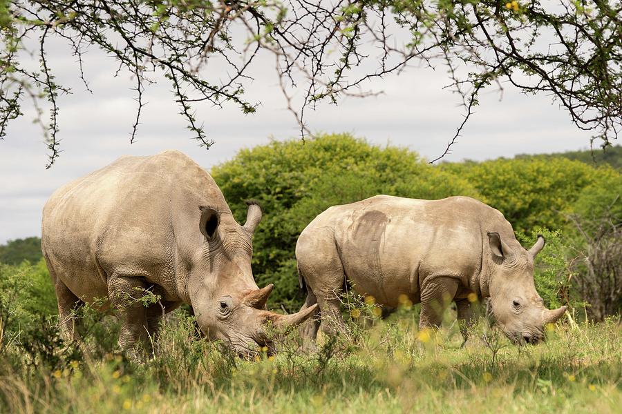 Two Rhinos In The Wild, Vaalwater, South Africa #1 Photograph by Lukas Larsson Jalag