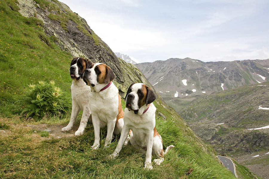 Two Saint Bernards In Great St. Bernard Pass, Valais, Switzerland #1 ...