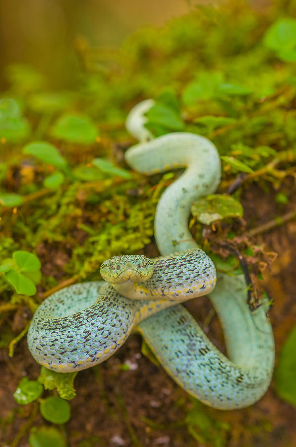 Two-striped Forest-pitviper #1 Photograph by Michael Lustbader