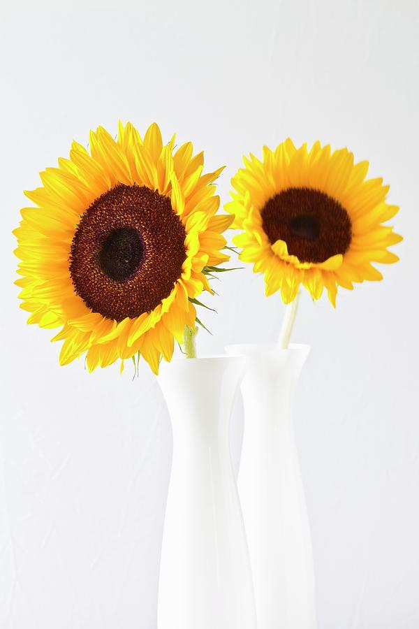 Two Sunflowers In Vases #1 Photograph by Catja Vedder