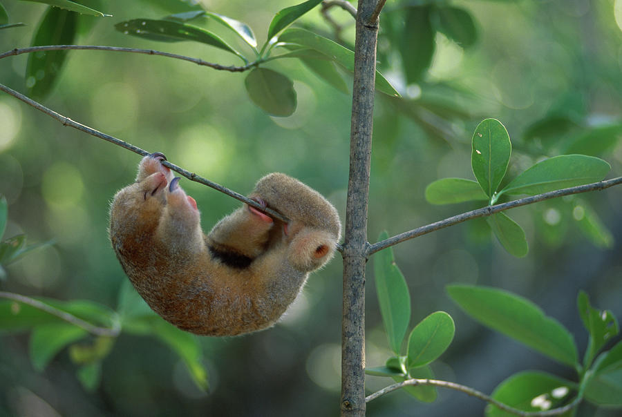 Two-toed Or Silky Anteater Cyclopes #1 Photograph by Nhpa