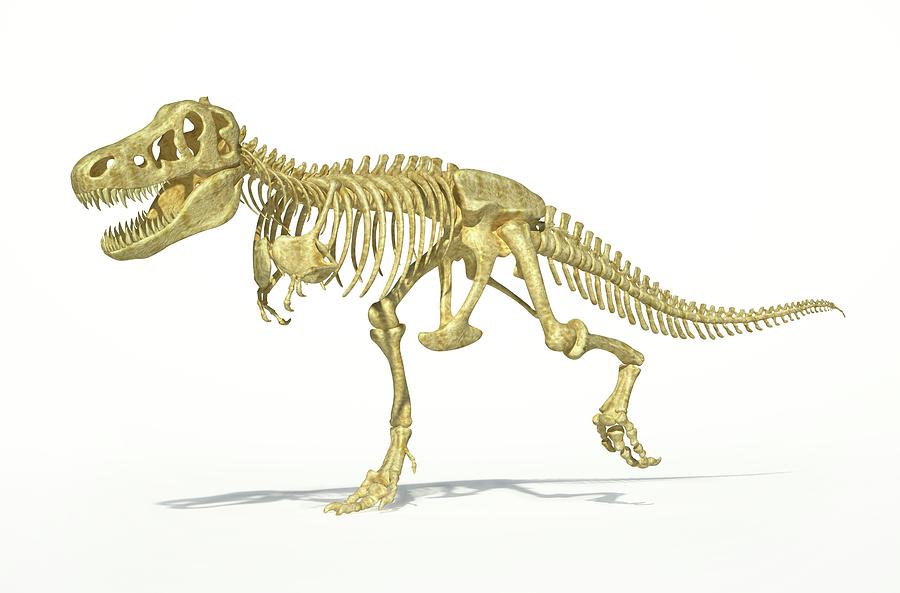 Tyrannosaurus Rex Skeleton, Artwork #1 Digital Art by Leonello Calvetti
