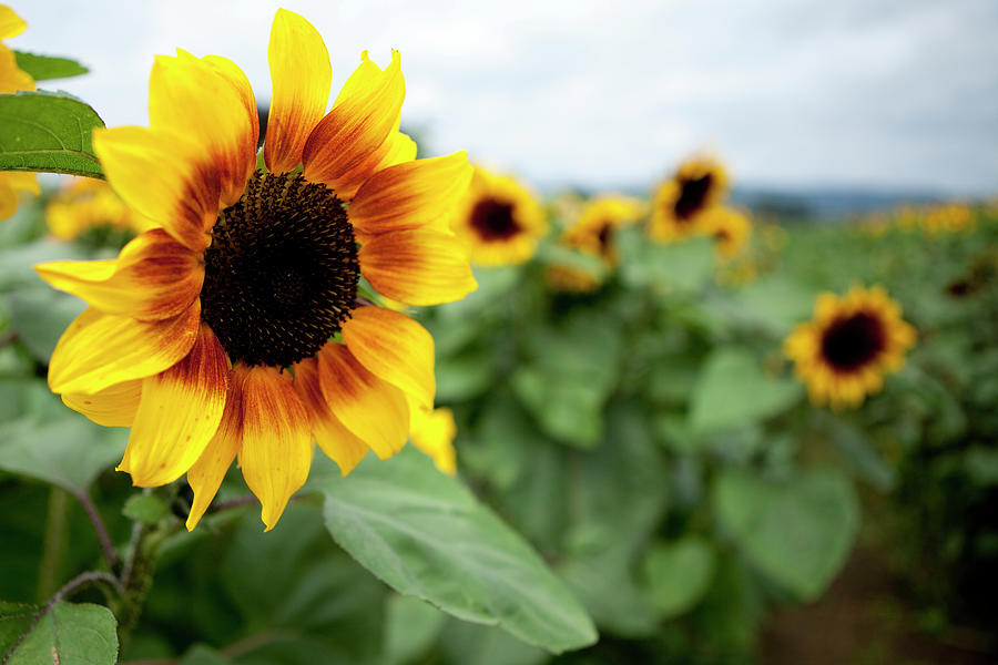 U-pic Sunflowers At A Local Farm #1 Photograph by Jordan Siemens