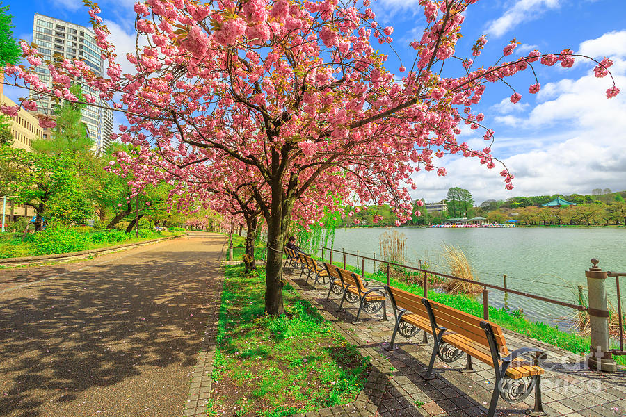 Ueno Park cherry blossom #1 Photograph by Benny Marty