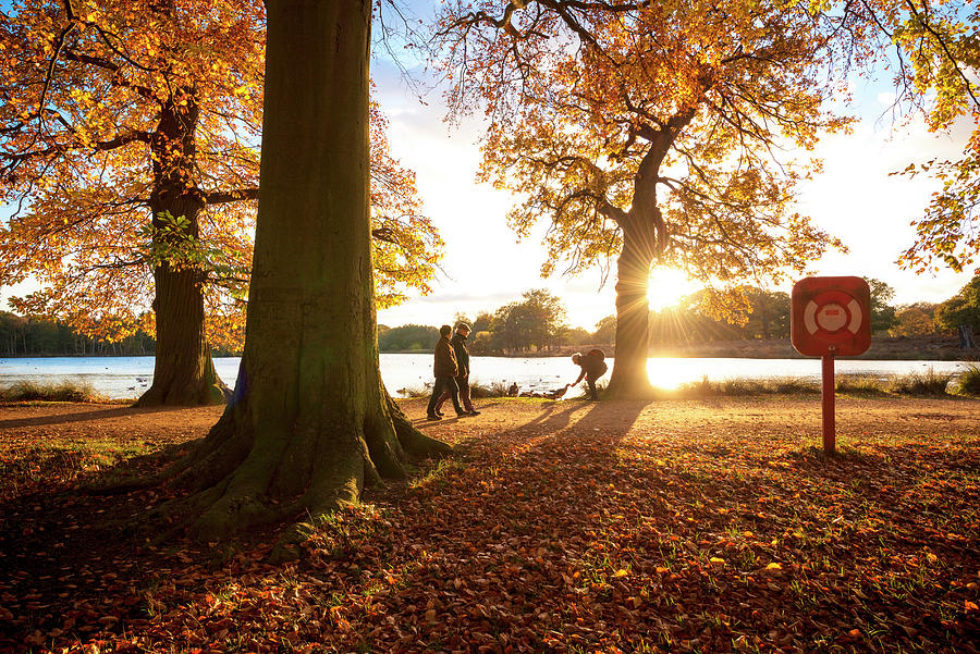 Uk, England, London, Richmond Park Digital Art By Ben Pipe - Fine Art ...