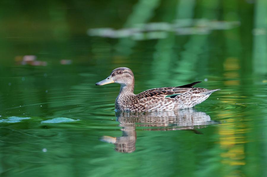 Uk, England, Norfolk, Eurasian Teal Photograph by Mike Powles - Fine ...