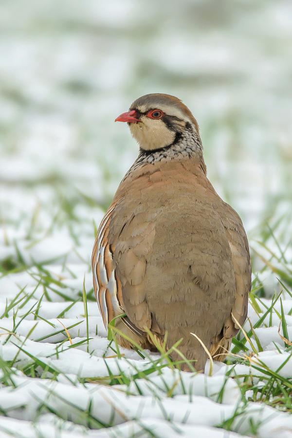 Uk, England, Norfolk, Red- Legged Photograph By Sarah Darnell - Fine 