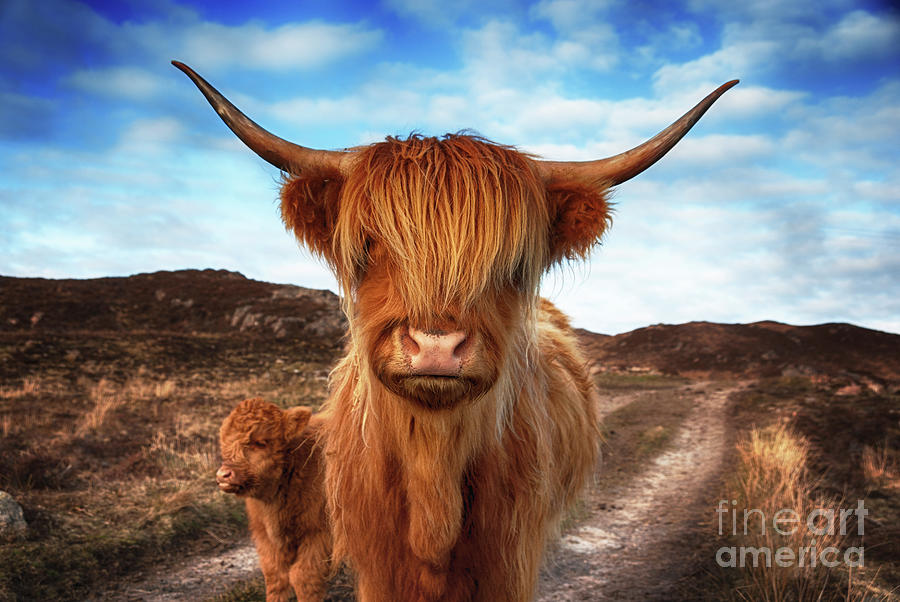 Uk, Scotland, Highland Cattle With Calf #1 Photograph by Westend61