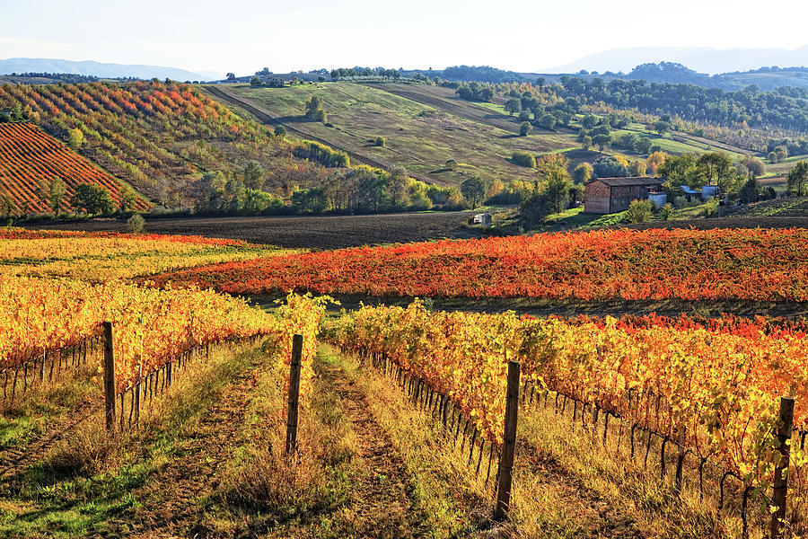 Umbria, Autumnal Vineyards, Italy #1 Digital Art by Maurizio Rellini
