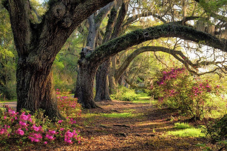 Landscape Photograph - Under The Live Oaks I #1 by Danny Head