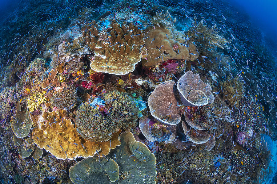 Coral Photograph - Underwater Biodiversity #1 by Barathieu Gabriel