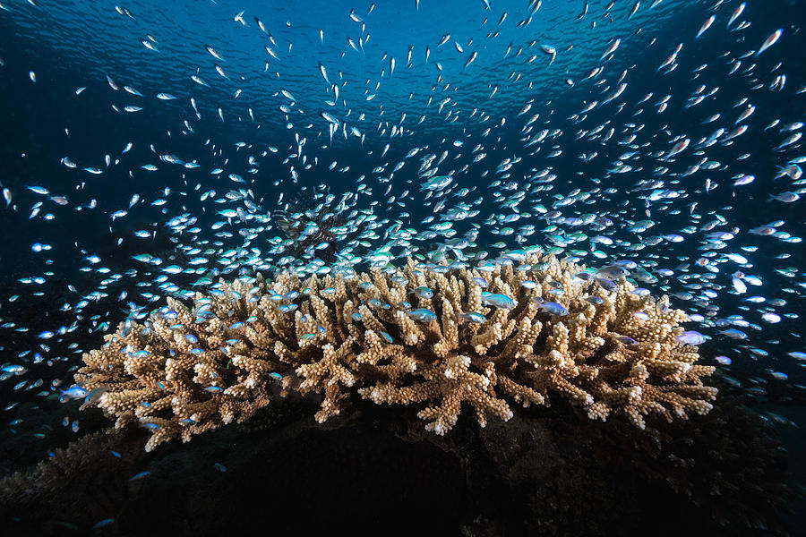 Fish Photograph - Underwater Life #1 by Barathieu Gabriel