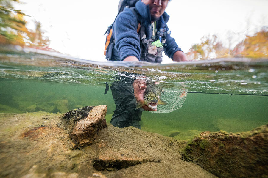 Underwater Photo Of Man Releasing A Salmon During Foliage Season ...