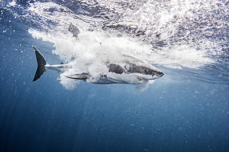 Great White Shark Digital Art - Underwater Side View Of Great White Shark Splashing In Ocean #1 by Ken Kiefer 2