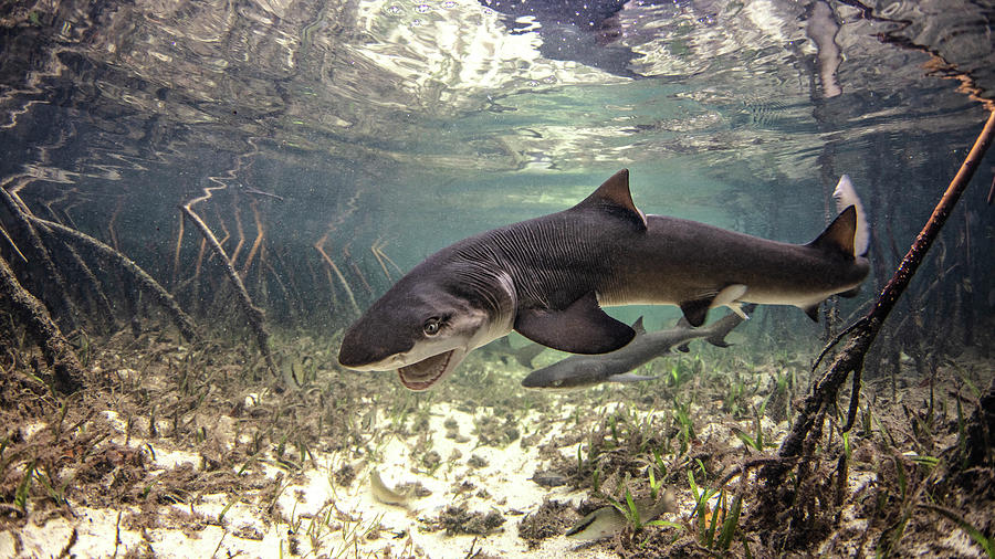 Underwater View Of Baby Lemon Shark Swimming Amongst Mangroves, Alice ...