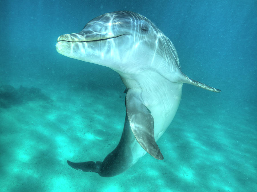 bottlenose dolphin