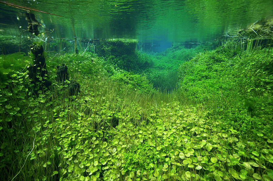 Underwater View Of Ewens Ponds, Spring-fed Limestone Ponds #1 ...