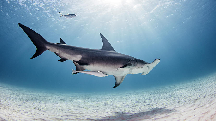 Hammerhead Shark Digital Art - Underwater View Of Great Hammerhead Shark, Alice Town, Bimini, Bahamas #1 by Ken Kiefer 2