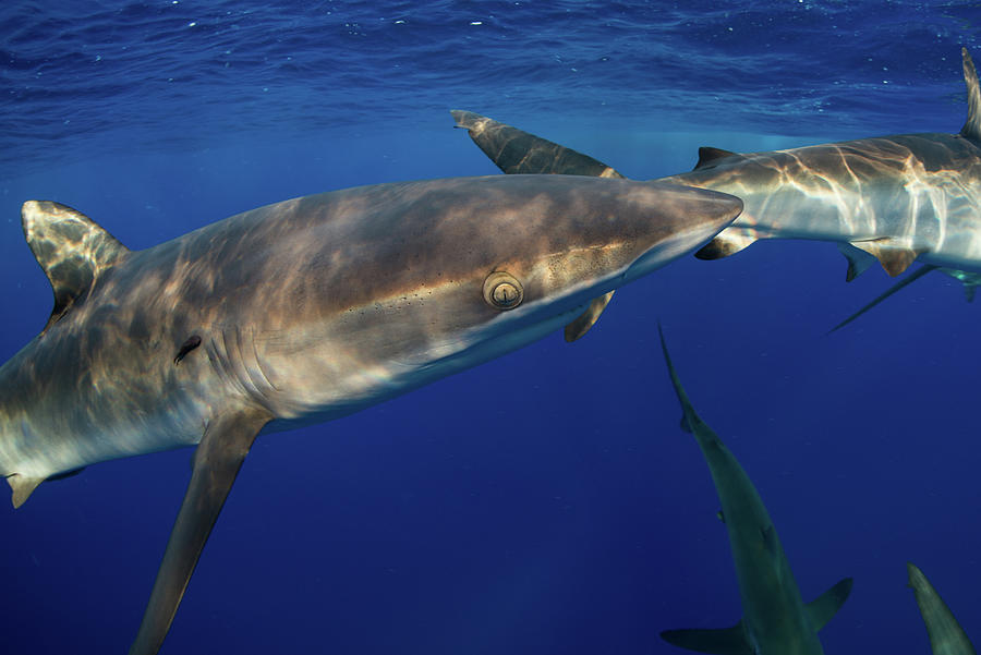 Underwater View Of Shark, Revillagigedo, Tamaulipas, Mexico, North ...